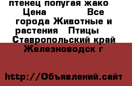 птенец попугая жако  › Цена ­ 60 000 - Все города Животные и растения » Птицы   . Ставропольский край,Железноводск г.